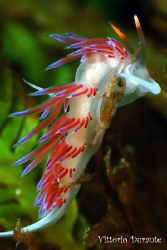 Cratena Peregrina by Vittorio Durante 